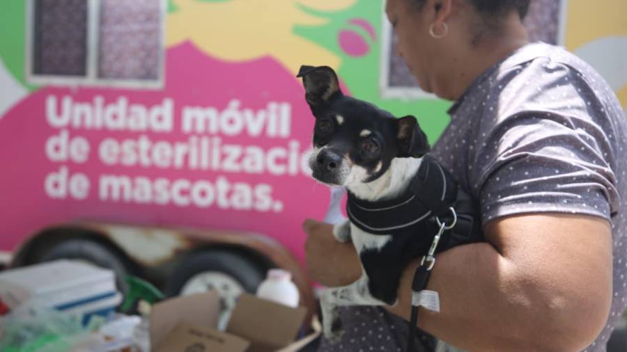 Las campañas buscan reducir la población de animales en situación de calle y prevenir riesgos sanitarios.