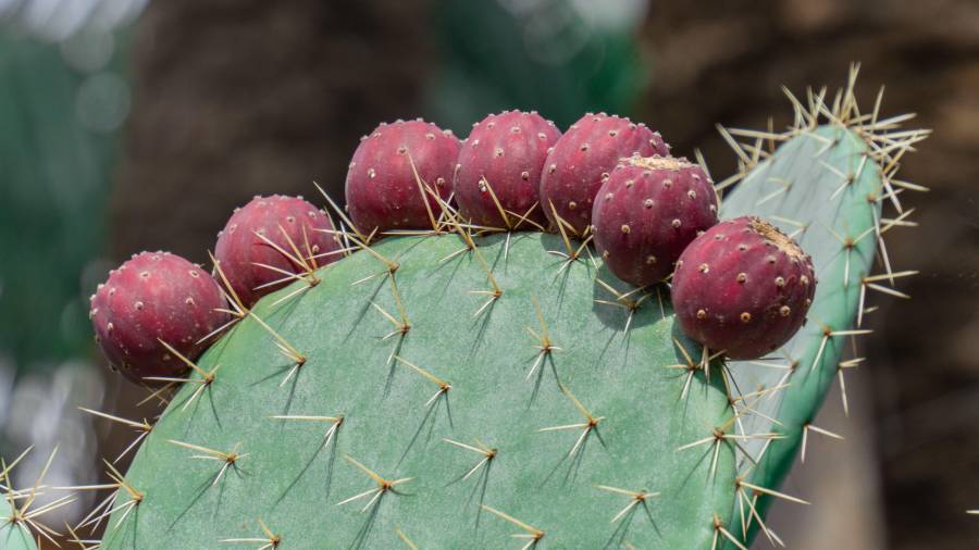 Elección. Esta fruta destaca de forma gestonómica por su resiliencia climática para los platillos que, sin duda, conquistan paladares.