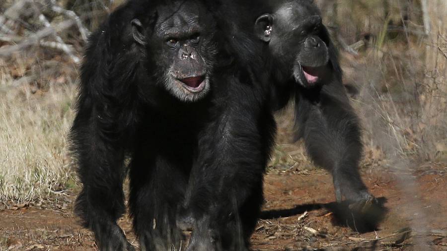 Dos chimpancés caminan juntos en Chimp Haven en Keithville, Luisiana, el 19 de febrero de 2013.