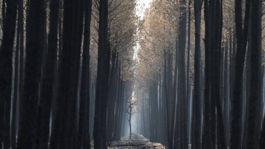 La luz se cuela por un bosque calcinado cerca de Ares, en el suroeste de Francia, el 30 de julio de 2026.