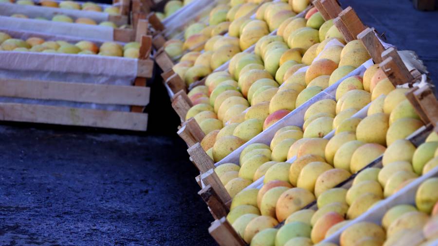 Los productores han tenido problemas para desplazar y comercializar la fruta, incluyendo la manzana.