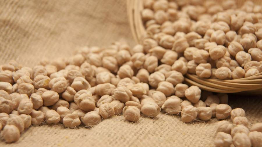 Crean científicos mexicanos bebida de garbanzo que reduce niveles de glucosa y colesterol
