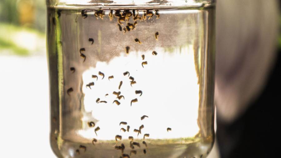 Secretaría de Salud llamó a la población de las entidades con presencia de dengue a retirar basura y objetos que acumulen agua.