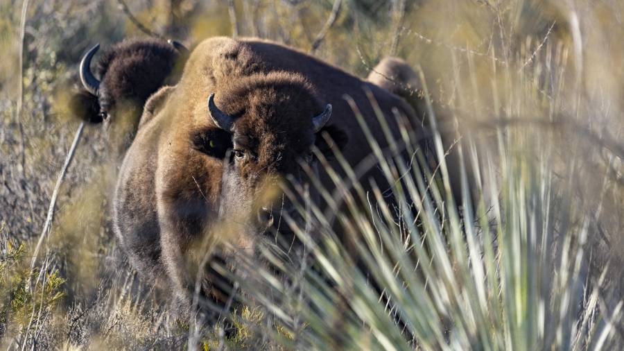 Los bisontes vuelven a correr los prados en una reserva en Cuatro Ciénegas
