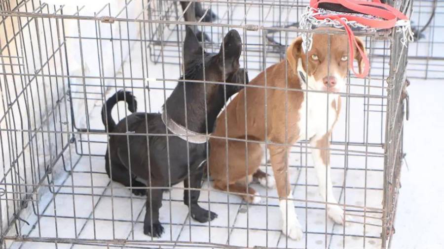 A demás de las atenciones médicas y jurídicas, se ofrecerá alimento a bajo costo elaborado a partir de la colaboración con la UAdeC.