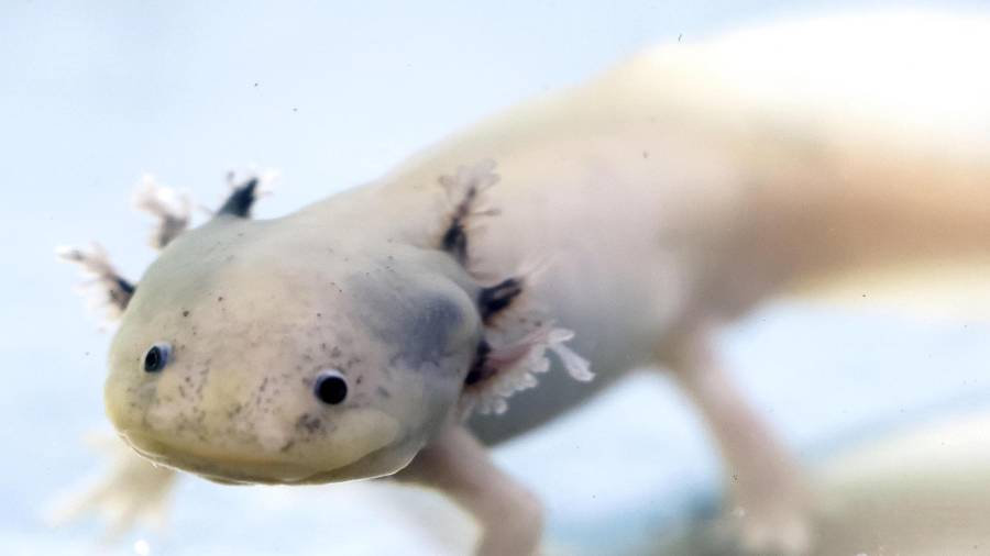 Un ejemplar de ajolote en una área natural protegida de Xochimilco en Ciudad de México.