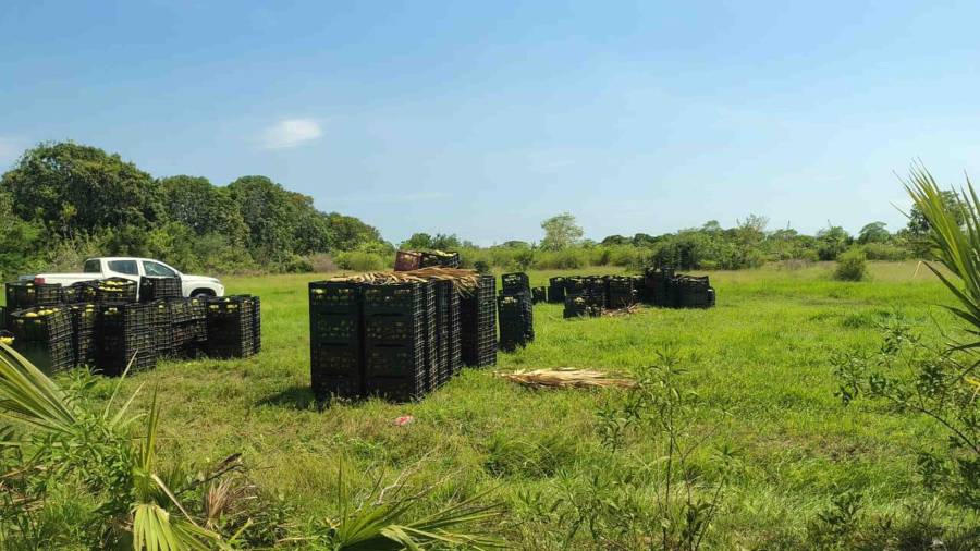 Brenda Meza, regidora del municipio de Cacahoatán, encabezó el ingreso de civiles identificados como funcionarios de Bienestar a predios bajo resguardo de la Semar en Chiapas, de acuerdo con auditoría.