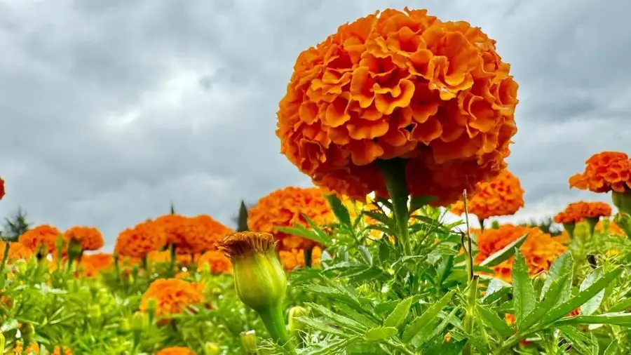 La baja producción de flor de cempasúchil ha provocado que se encarezca el producto.