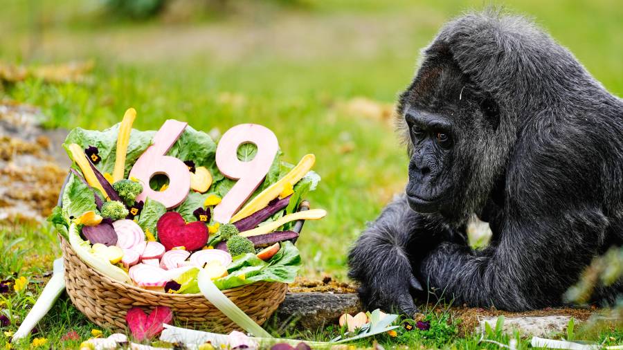 Fatou, la gorila más longeva del zoológico de Berlín y considerada la más longeva del mundo, come verduras para celebrar su cumpleaños 69, en Berlín, Alemania.