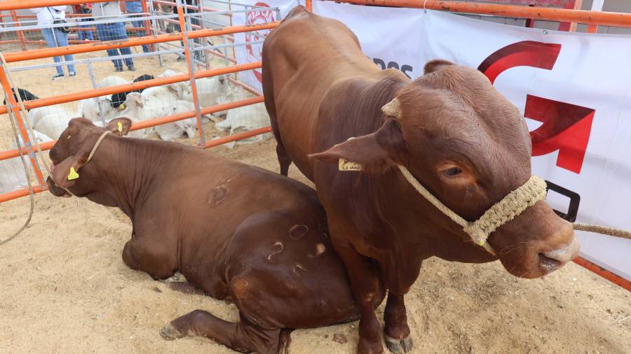 La reapertura será escalonada, posteriormente continuará con Chihuahua, Nuevo México y finalmente Coahuila hacia Texas, informó el secretario de Desarrollo Rural.