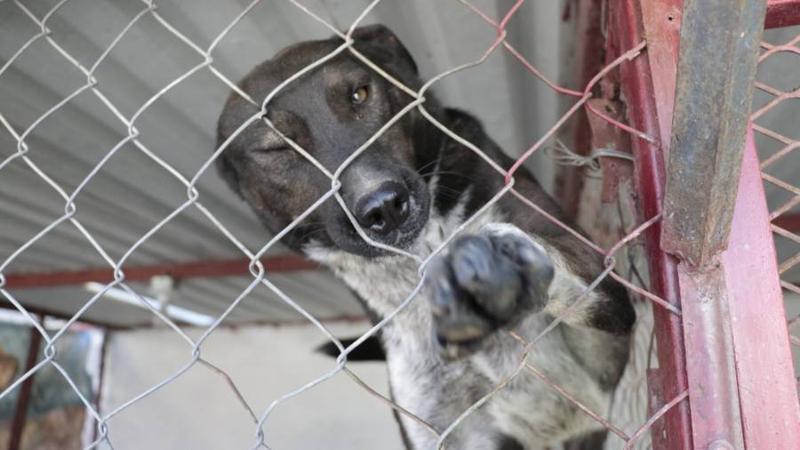 ¿Estás buscando adoptar? Conoce a estos adorables lomitos