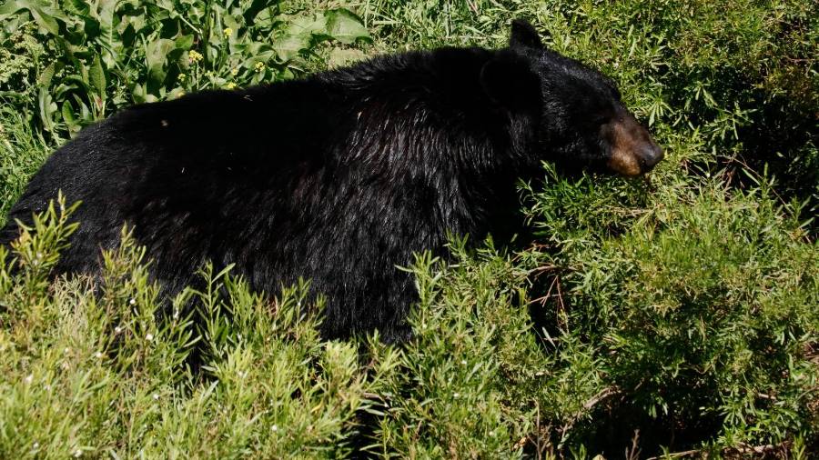 Los osos Capy, Camila, Buñuelo, Samu y Bebé Leche celebrarán 15 años en el Museo del Desierto, tras haber sido rescatados del incendio forestal ocurrido en 2011 en Boquillas del Carmen.