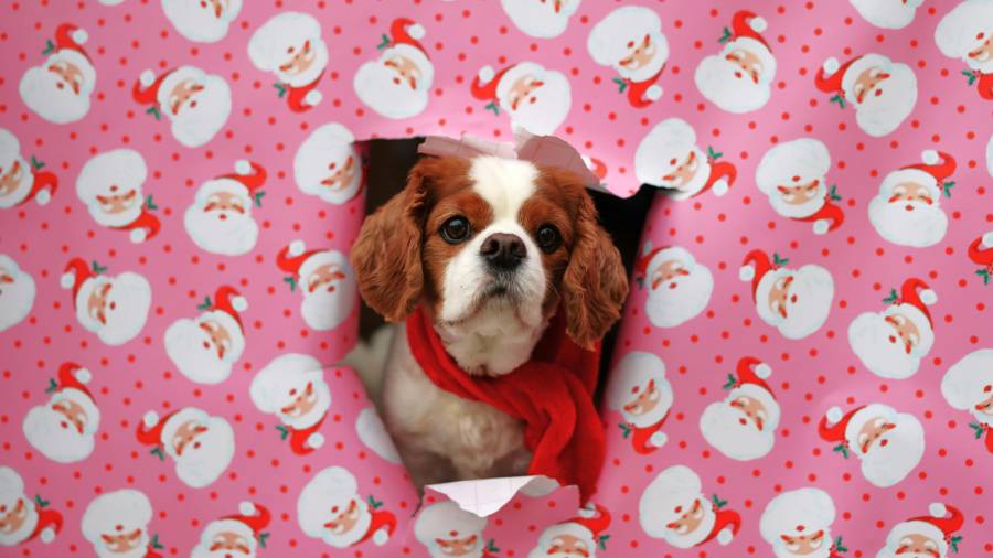 Evitar alimentos peligrosos y mantener una vigilancia adecuada permitirá que los perros disfruten.