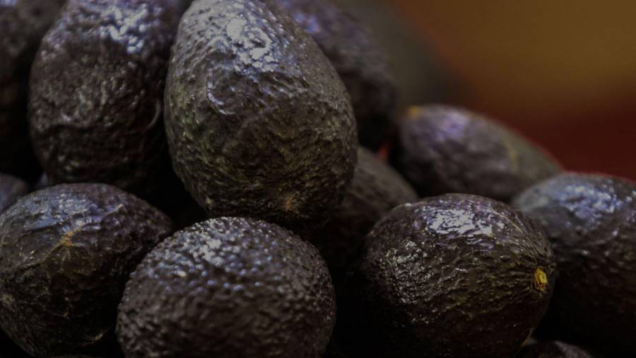 CIUDAD DE MÉXICO. 07AGOSTO2026.- En la Central de Abastos de la Ciudad de México se espera un excedente de aguacates, así como también una baja en su precio. Estados unidos no permitirá la exportación de este producto. FOTO: VICTORIA VALTIERRA/CUARTOSCURO.COM