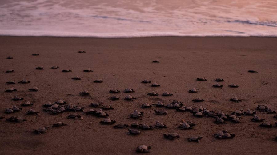 El campamento tortuguero de Puerto Arista en Tonalá, Chiapas, es una iniciativa local que busca el proteger, concientizar e informar sobre la importancia de la tortuga golfina.