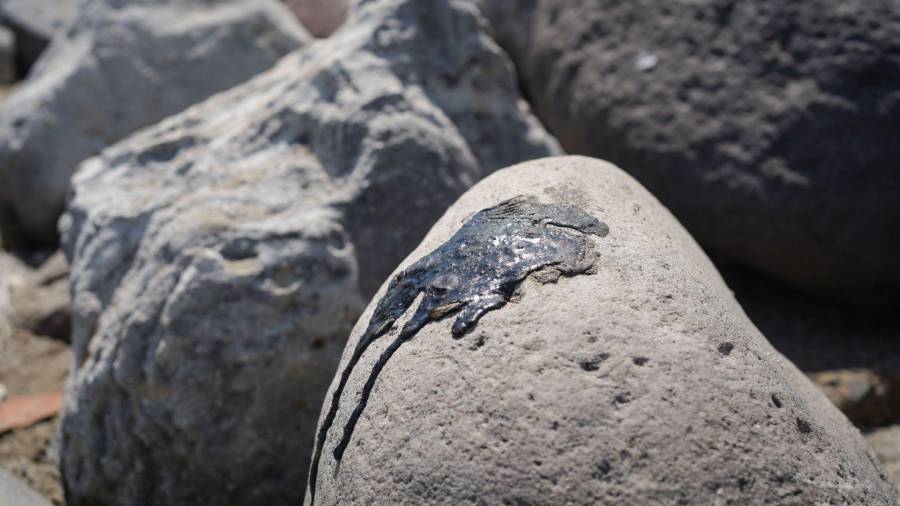VERACRUZ, VERACRUZ, 25 MARZO 2026.- Elementos de la Marina realizan recorridos de playas de las ciudades de Veracruz y Boca del Río para proceder a la limpieza de estas, luego de que se vieran afectadas por la contaminación provocada por un gran derrame de hidrocarburo crudo en el Golfo de México.