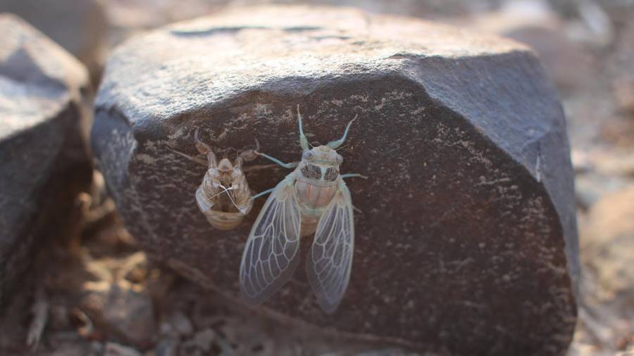 Hay años en los que es tal la cantidad, que literalmente hacen estallar lo tímpanos de quien las escucha, alcanzan hasta los 120 decibeles de poder acústico .