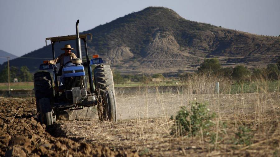 El volumen anual ha disminuido en años recientes debido a las sequías recurrentes asociadas al cambio climático, en un contexto donde 90% de las siembras son de temporal.