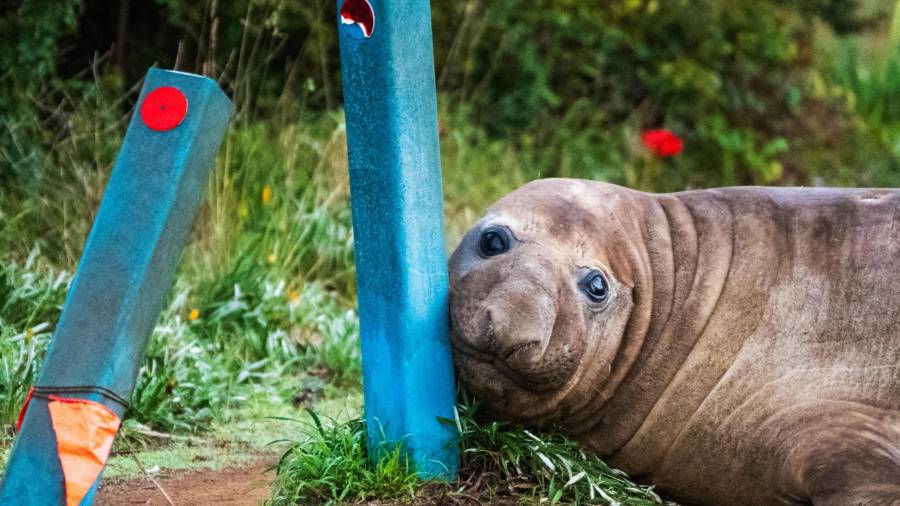 Neil la foca, una foca elefante de 1000 kg (2,200 libras), se acerca con el hocico a los bolardos que ha dañado en Tasmania, Australia, el 27 de junio de 2026.