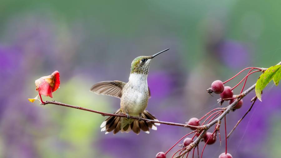 Los pequeños polinizadores dependen de plantas con flores tubulares de colores vistosos para recargar energía durante su travesía invernal.