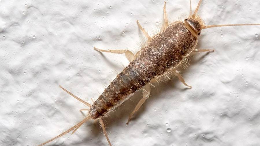 Los pececillos de plata se encuentran comúnmente en lugares oscuros y húmedos como sótanos, baños y cocinas.