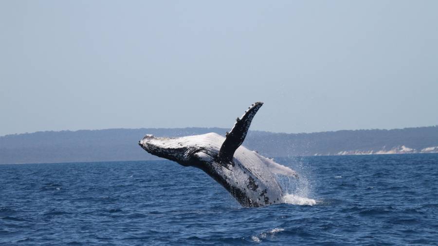 Esta fotografía, facilitada por la Pacific Whale Foundation en mayo de 2026, muestra una ballena jorobada saltando fuera del agua frente a la costa de Australia.