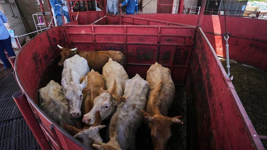 Cabezas de ganado en una feria ganadera en Hermosillo, estado de Sonora, México, el 29 de julio del 2025.