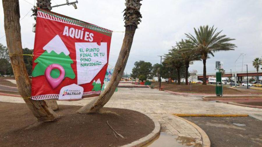 Cada centro recibe entre cinco y diez pinos al día en promedio.