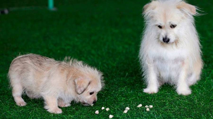 Logran clonar a un famoso perro en China