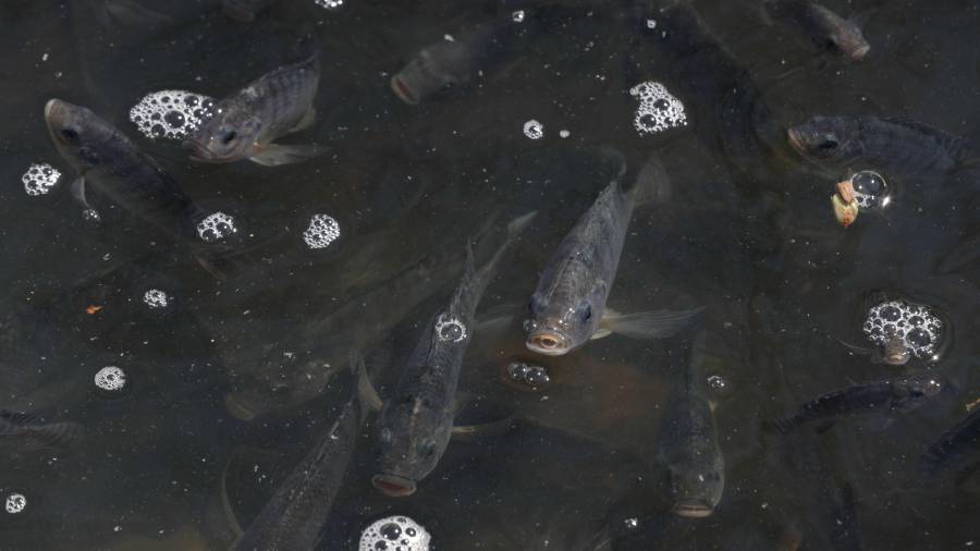 El lago presenta problemas de sobrepoblación de peces, por lo que se realiza pesca de control todos los lunes.
