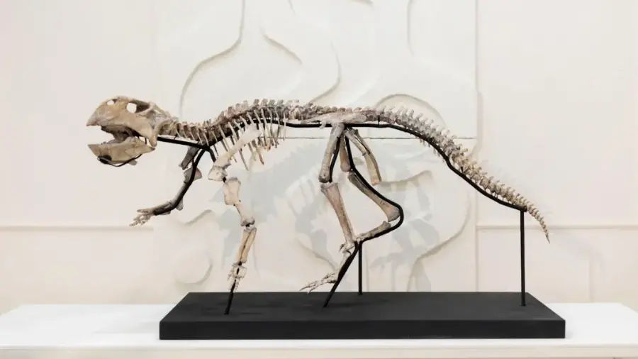 Ponen a la venta esqueletos de dinosaurio, fósiles y hasta meteoritos