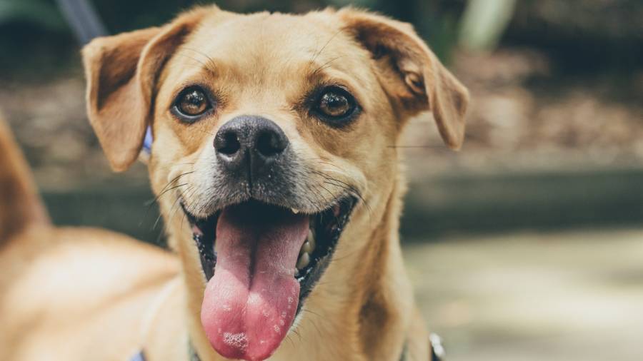 Pedigree promueve la adopción de perros de manera virtual