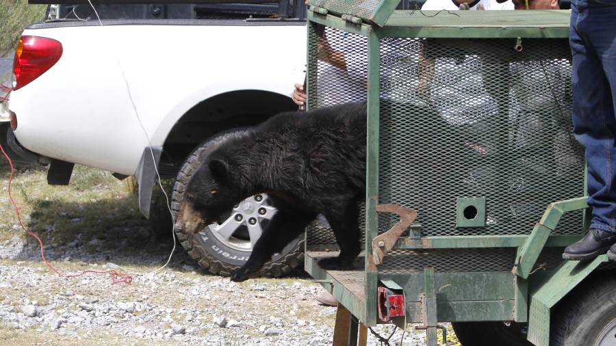 Actualmente no existe un estudio formal de población que permita afirmar que el número de osos creció.