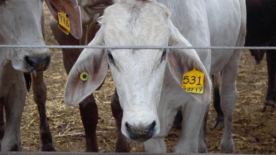 Luego de meses de alerta por esta plaga, se reporta el primer caso en el ganado de la entidad.