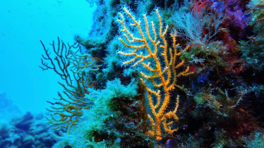 ARCHIVO - Coral, en la zona protegida del Parque Nacional de Porquerolles de Francia, en vísperas de la Conferencia de los Océanos de Naciones Unidas, el 6 de enero de 2025. (AP Foto/Annika Hammerschlag, archivo)