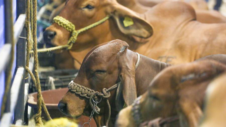 La Secretaría de Desarrollo Rural señala que ya cuenta con toda la documentación para reanudar los envíos.