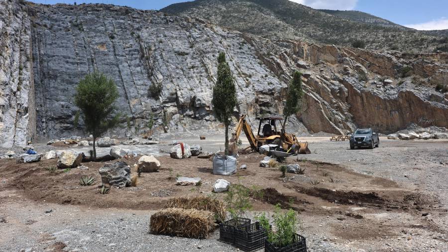 Plantaron cedros y otras especies nativas, evitando el uso de especies invasoras.