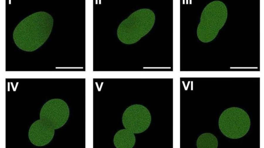 Microscopía de fluorescencia de SpudCell, una célula sintética ensamblada completamente a partir de componentes químicos no vivos, en proceso de división.