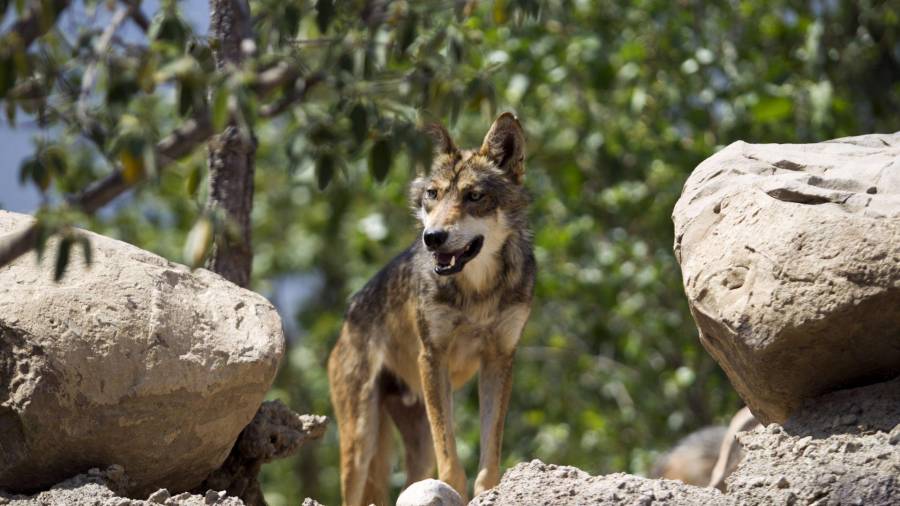 Lobo gris mexicano, especie protegida por la Ley de Especies en Peligro de Extinción