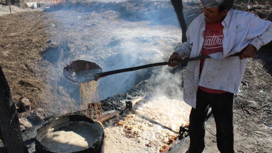 Productores de ejidos como Hipólito y Coloradas avanzan en la transformación de la cera de candelilla en velas y otros productos con valor agregado.