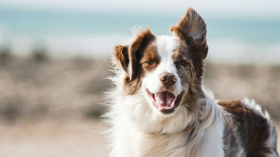 El objetivo es promover la adopción responsable y brindar un hogar a perros que necesitan una familia.
