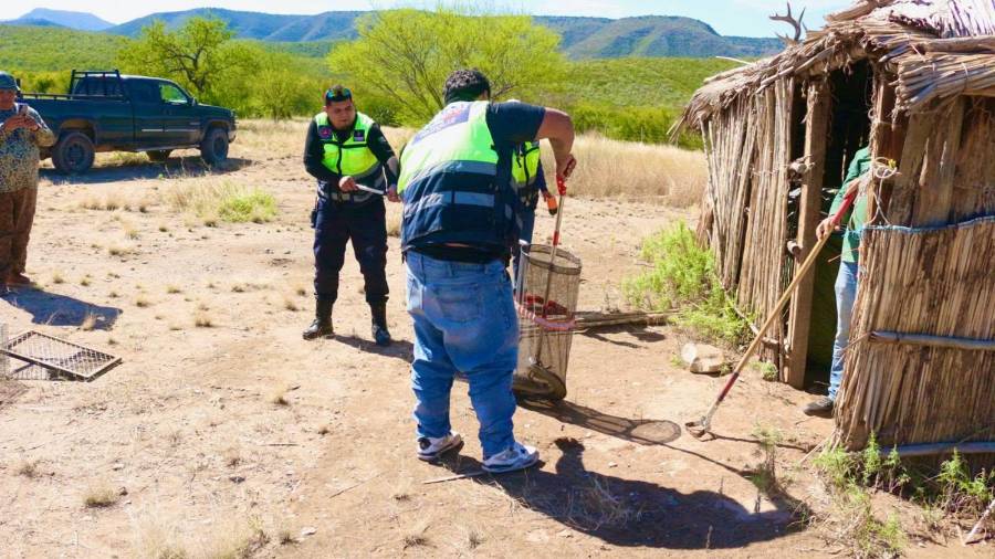 Bomberos y Protección Civil atienden reportes de serpientes en Melchor Múzquiz y Palaú.