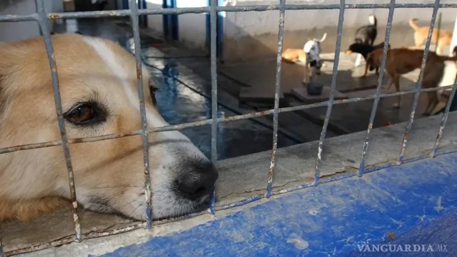 Autoridades municipales llamaron a no comprar mascotas como regalos decembrinos y a promover la adopción.