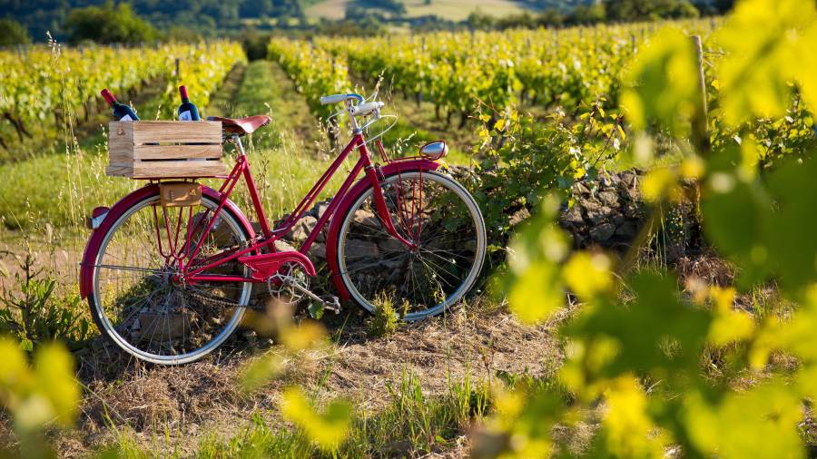 Las vendimias convierten a los viñedos en escenarios donde el vino, la gastronomía y la tradición se unen para celebrar la cosecha.