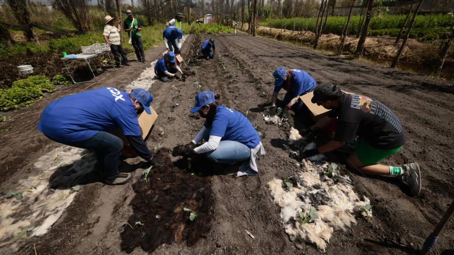 Voluntarios del grupo español Cox participan en una jornada de fortalecimiento del suelo y la limpieza de los canales chinamperos de Xochimilco en Ciudad de México.