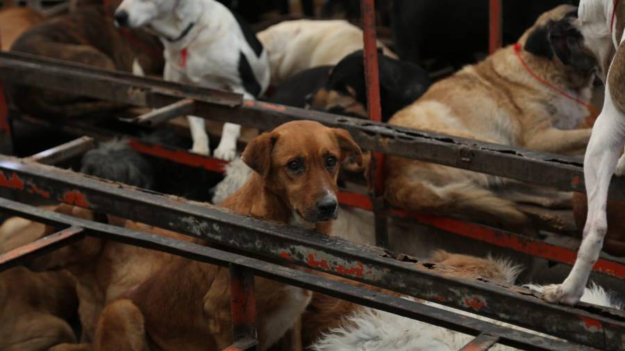 Más de 900 animales fueron rescatados del Refugio Franciscano A.C. este 7 de enero, tras denuncias por presunto maltrato animal en la Ciudad de México.