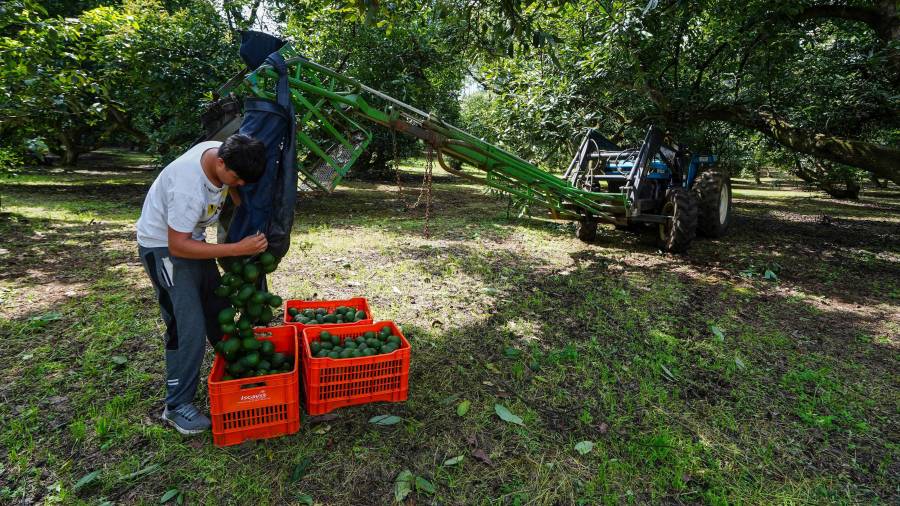 La Fiscalía de Michoacán informó que la estructura investigada por el caso Carlos Manzo habría obtenido hasta 10 mil 800 mdp mediante cobros al sector aguacatero.
