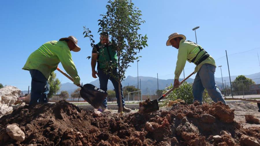 El Gobierno Municipal de Saltillo ha sembrado más de 15 mil árboles como parte de su estrategia ambiental para fortalecer la calidad de vida en la ciudad.