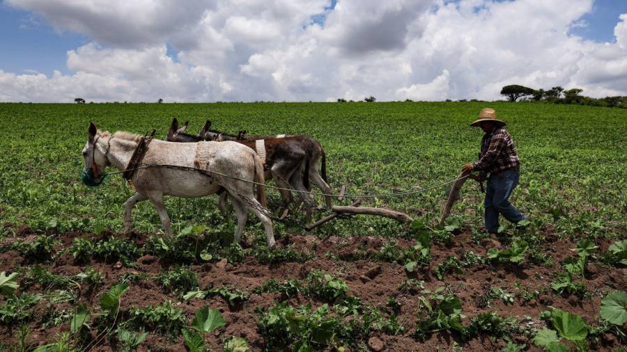Los productores temen granizadas, heladas tempranas y lluvias excesivas, debido a que podrían afectar cultivos que actualmente se encuentran en desarrollo.