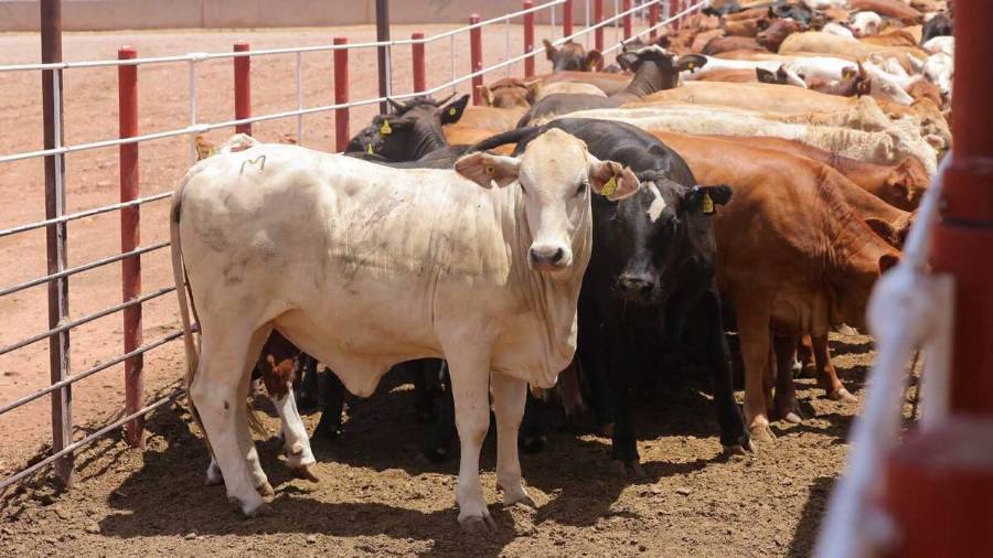 El cierre de la frontera representa una prueba que exige unidad, fortaleza y liderazgo del sector.